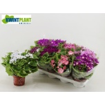 Senecio Ristirohi Venezia 12cm