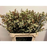 Chamelaucium Sidrunmürt Sirius 80cm