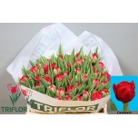 Tulp do Cashback