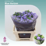 Ageratum Päsmaslill Blue Horizon 70cm