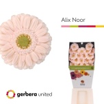Gerbera MINI Diamond Alix-Noor*20