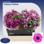 Anemone Ülane Fullstar Pinkis 45cm