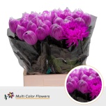 Chrysanthemum Krüsanteem Antonov paint Erica*10