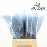 Asparagus setaceus paint Blue Light 45cm (pk)