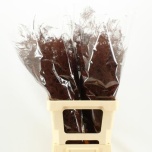 Asparagus Setaceus paint Bordeaux Red 50cm (pk)