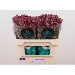 Astrantia star of desire 70cm