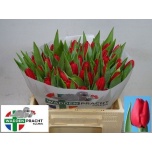 Tulp si Ben van Zanten