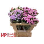 Bouvardia Buvardia mix 50cm