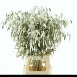 Chasmanthium Haikhein paint Platinum 70cm