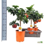 Citrus Sinensis 19cm