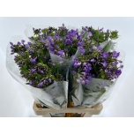 Phlox Floks Crissy 70cm