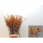 Crocosmia Kaeralill Emily Mckenzi 80cm