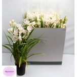 Cymbidium Tsümbiidium other 14cm