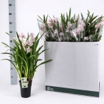 Cymbidium Tsümbiidium other 14cm