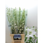Delphinium Kukekannus White Shades 80cm