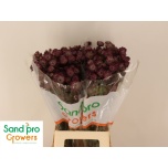 Astrantia Diamonds Red 70cm