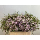 Chamelaucium Sidrunmürt Dori 50cm