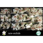 Cymbidium Tsümbiidium mrs esmee 60cm