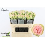 Roos 70cm Fashion Girl