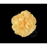 Dianthus Nelk ST Golden Gate*20