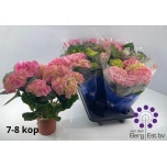 Hydrangea Hortensia Sarena 14cm