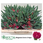 Tulp fr Kingston