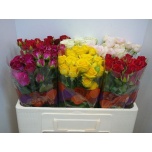 Kobarroos 50cm mix Simbi