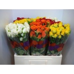 Kobarroos 60cm mix in bucket (Simbi)