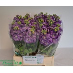 Matthiola Levkoi Mathilda Lavender 45cm