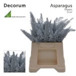 Asparagus Meyeri paint silver 50cm pk