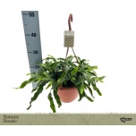 Microsorum diversifolium 21cm