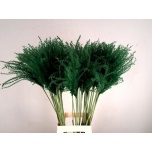 Dried Miscanthus paint Green 5pcs/bunch 70cm