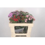 Dianthus Nelk BR mix 55cm