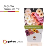 Gerbera MINI Diamond Pastel mix*20