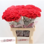 Dianthus Nelk ST Pelayo*20