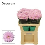 Chrysanthemum Krüsanteem BL Petrushka*10