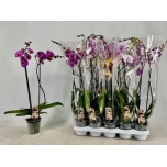 Phalaenopsis Kuuking mix 12cm h70 2õv