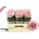 Roos 60cm Pillow Talk