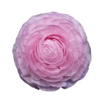 Ranunculus Tulikas Elegance Pink Light
