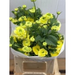 RanunculusTulikas Limoncello 60cm
