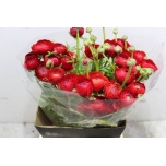 Ranunculus Tulikas Tango