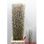 Salix Paju Snow Flake 90cm