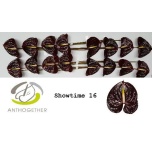 Anthurium Flamingolill Showtime