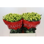 Hypericum Naistepuna Smiley Romance 60cm