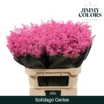 Solidago paint Cerise