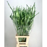 Dried Strelitzia leht Green 100cm tk