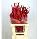 Dried Strelitzia leht Red 80cm tk