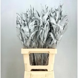 Dried Strelitzia leht Silver 80cm tk