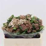 Viburnum tinus macrophyllum red 50cm