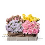 Kobarroos 50cm Garden mix *12